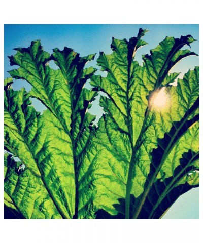 Pfarmers GUNNERA CD $4.59 CD